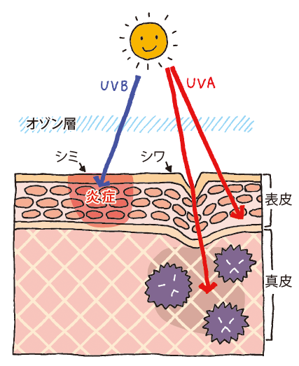 春は真夏より紫外線が多い！？紫外線Ａ派（ＵＶＡ）に気を付けよう！