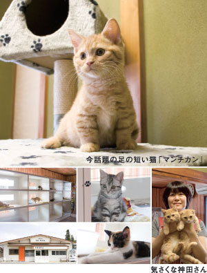 猫の街 Cat Town