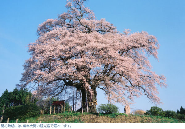 開花時期には、毎年大勢の観光客で賑わいます。