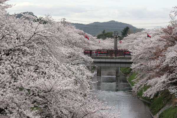 百十郎桜