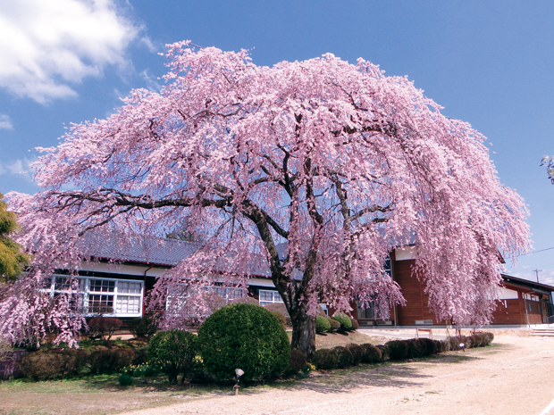 飯田の銘桜・古桜１本桜めぐり