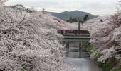 岐阜　絶景かな。見事なまでの百十郎桜