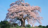 岡山 真庭市の醍醐桜と高瀬舟羊羹